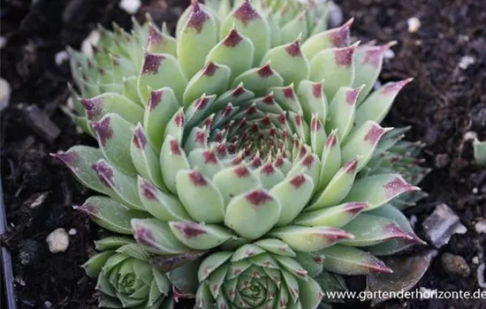 Rotspitz-Steinrose Rotspitz-Steinrose