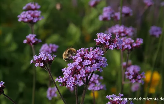 Eisenkraut Eisenkraut