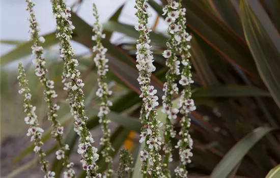 Weißblühende Garten-Königskerze Weißblühende Garten-Königskerze