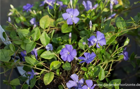 Kleines Garten-Immergrün 'Anna'(s) Kleines Garten-Immergrün 'Anna'(s)