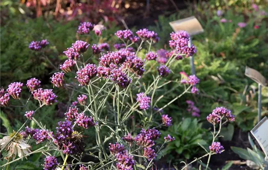 Eisenkraut 'Lollipop' Eisenkraut 'Lollipop'