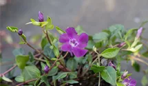 Vinca minor 'Atropurpurea'