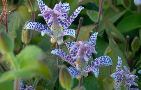 Japanische Krötenlilie Japanische Krötenlilie