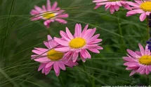Tanacetum coccineum 'Laurin'