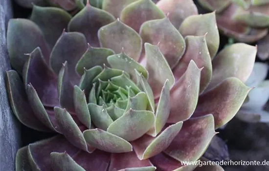 Garten-Dachwurz 'Othello' Garten-Dachwurz 'Othello'