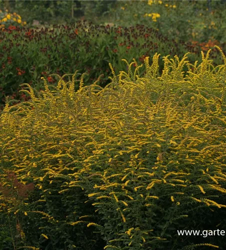 Solidago rugosa 'Fireworks' Solidago rugosa 'Fireworks'
