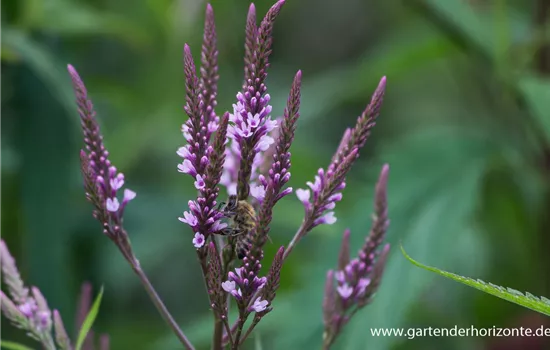 Lanzen-Eisenkraut Lanzen-Eisenkraut