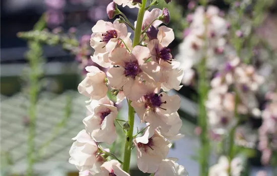 Purpurblütige Königskerze Purpurblütige Königskerze