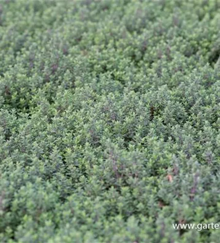 Echter Thymian Echter Thymian