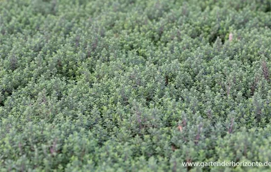 Echter Thymian Echter Thymian