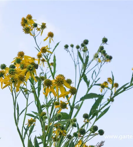 Wechselständigbeblätterter Kronbart Wechselständigbeblätterter Kronbart