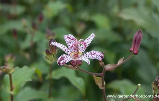 Japanische Krötenlilie Japanische Krötenlilie