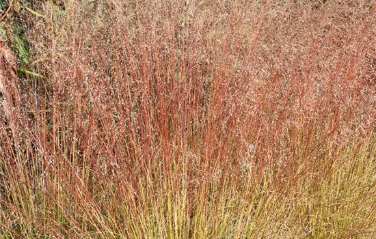 Verschiedenschuppiges Tropfengras Verschiedenschuppiges Tropfengras