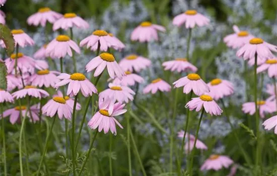 Bunte Garten-Margerite 'Robinsons Rosa' Bunte Garten-Margerite 'Robinsons Rosa'