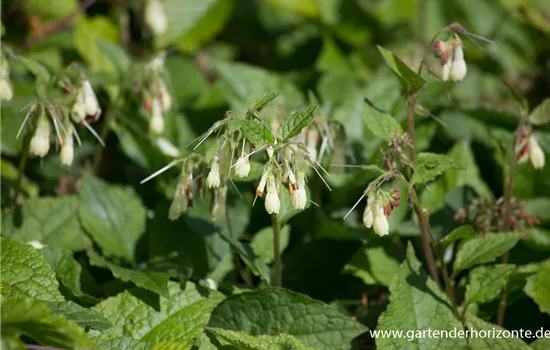 Kleiner Kaukasus-Beinwell Kleiner Kaukasus-Beinwell