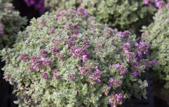 Wolliger Thymian Wolliger Thymian