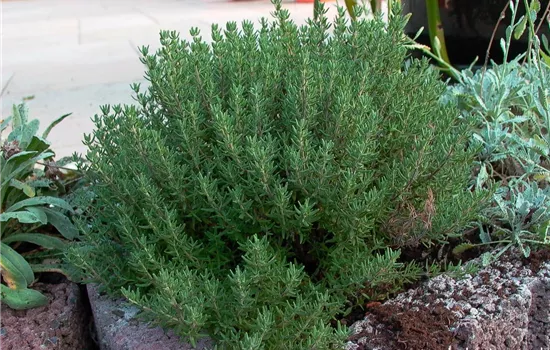 Gedrungener Garten-Thymian Gedrungener Garten-Thymian