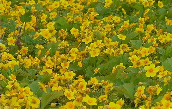 Dreiblättrige Waldsteinie Dreiblättrige Waldsteinie