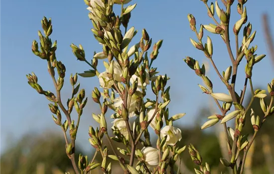 Fädige Palmlilie Fädige Palmlilie