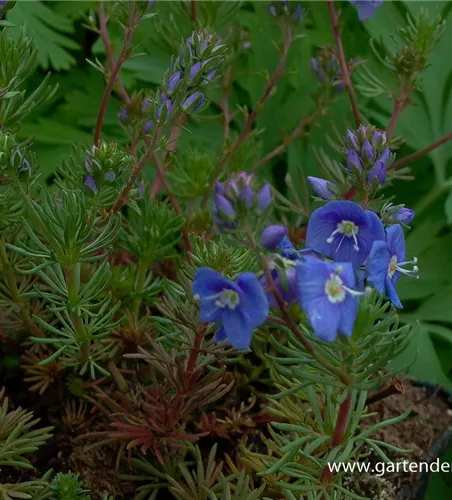 Armenischer Ehrenpreis Armenischer Ehrenpreis