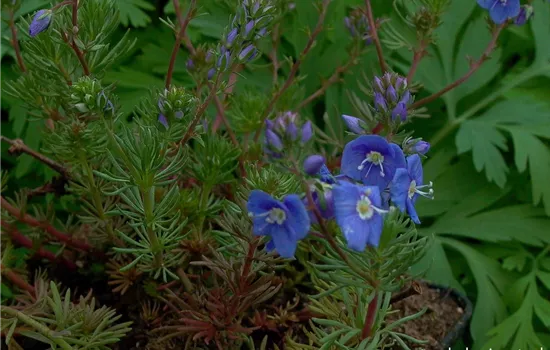 Armenischer Ehrenpreis Armenischer Ehrenpreis