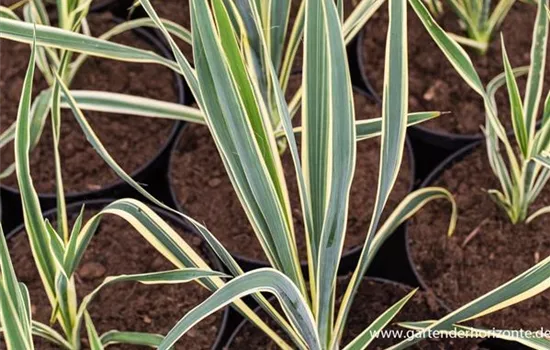 Palmlilie 'Bright Edge' Palmlilie 'Bright Edge'