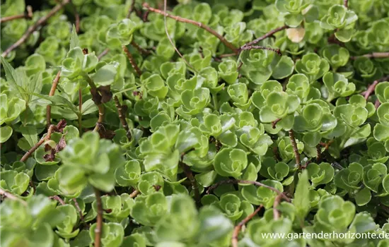 Garten-Teppich-Fettblatt 'Album Superbum' Garten-Teppich-Fettblatt 'Album Superbum'