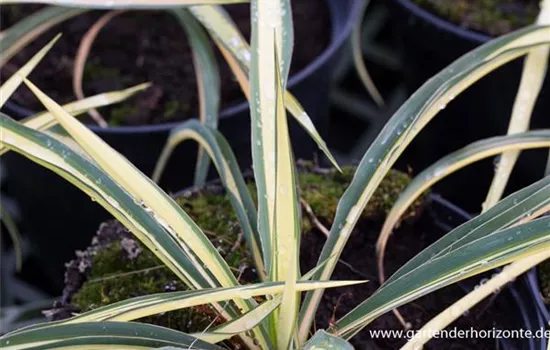 Gelbbunte Palmlilie 'Color Guard' Gelbbunte Palmlilie 'Color Guard'