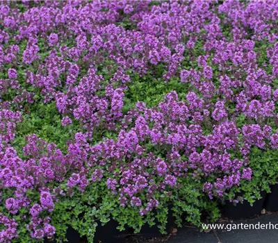 Zitronen-Thymian Zitronen-Thymian