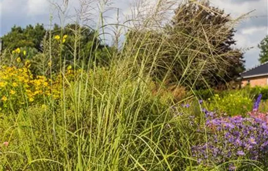 Großes Tropfengras Großes Tropfengras