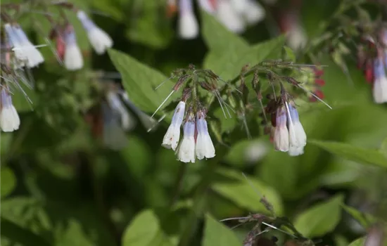 Garten-Beinwell 'Hidcote Blue' Garten-Beinwell 'Hidcote Blue'