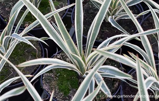 Palmlilie 'Ivory Tower' Palmlilie 'Ivory Tower'