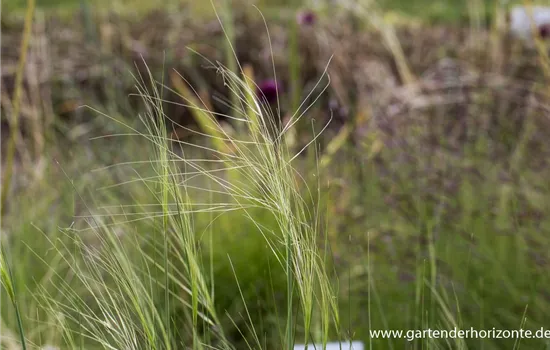 Haar-Federgras Haar-Federgras