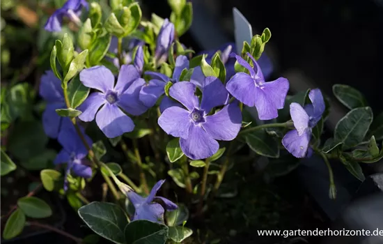 Kleinblättriges Immergrün Kleinblättriges Immergrün