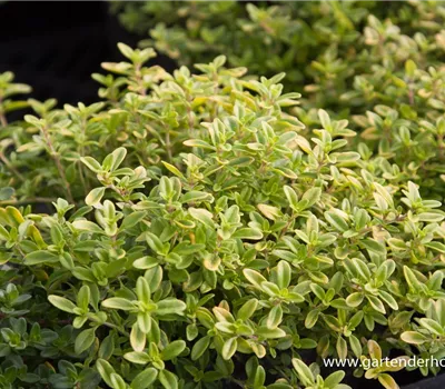 Garten-Thymian 'Golden Dwarf' Garten-Thymian 'Golden Dwarf'