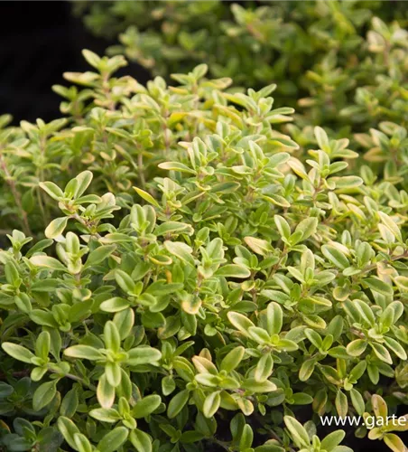 Garten-Thymian 'Golden Dwarf' Garten-Thymian 'Golden Dwarf'