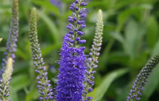 Wiesen-Ehrenpreis Wiesen-Ehrenpreis