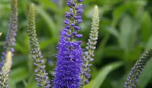 Veronica longifolia 'Blauriesin'