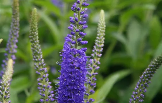 Langblättriger Garten-Ehrenpreis 'Blauriesin' Langblättriger Garten-Ehrenpreis 'Blauriesin'