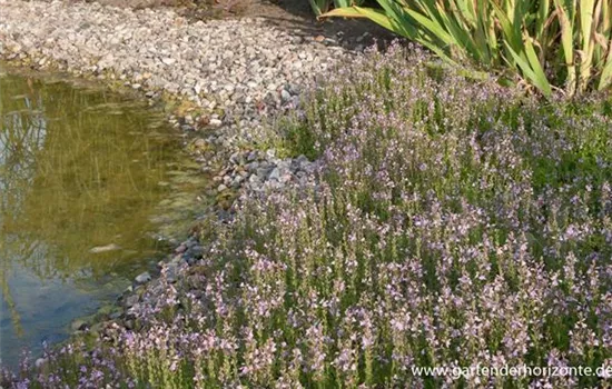 Ehrenpreis 'Kentish Pink' Ehrenpreis 'Kentish Pink'