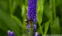 Veronica longifolia 'Blauriesin'