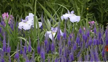Veronica longifolia 'Blauriesin'
