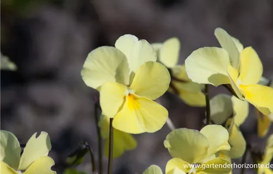 Horn-Veilchen Horn-Veilchen