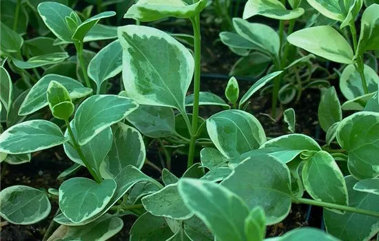 Großblättriges Immergrün Großblättriges Immergrün