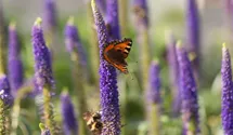 Veronica longifolia 'First Glory'