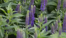 Veronica longifolia 'First Glory'