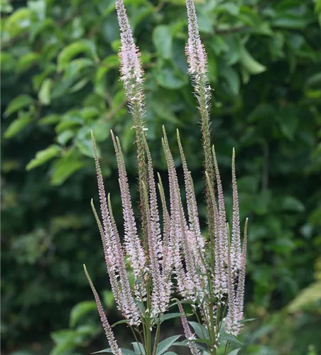 Kandelaber-Ehrenpreis 'Erika' Kandelaber-Ehrenpreis 'Erika'