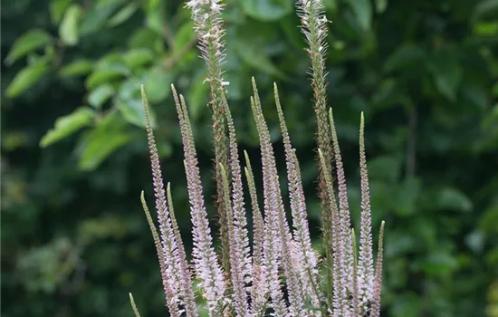 Kandelaber-Ehrenpreis 'Erika' Kandelaber-Ehrenpreis 'Erika'
