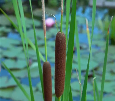 Breitblättriger Rohrkolben Breitblättriger Rohrkolben