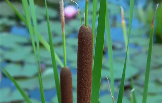 Breitblättriger Rohrkolben Breitblättriger Rohrkolben